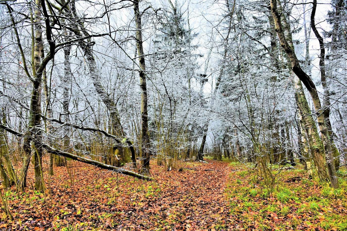 "Поздняя осень в гости пришла ..."