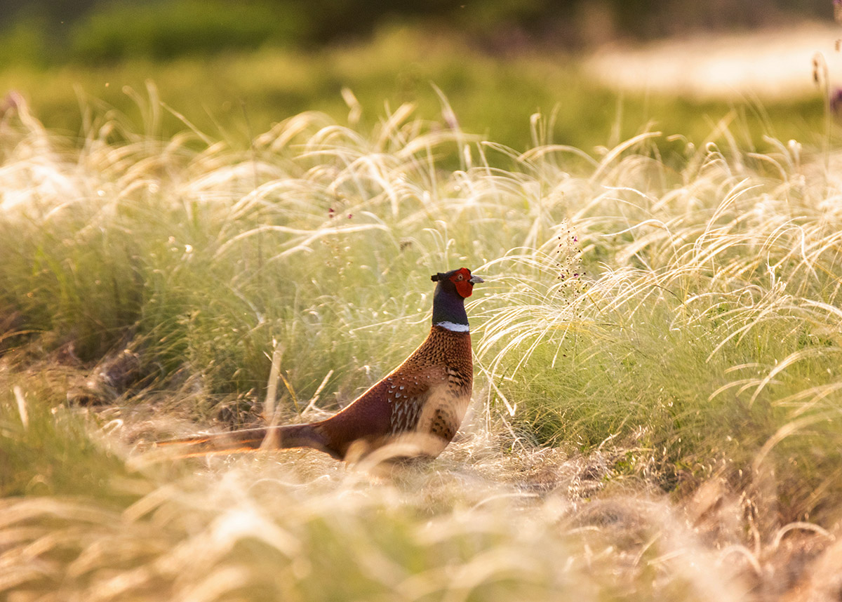 Прогулка в ковылях