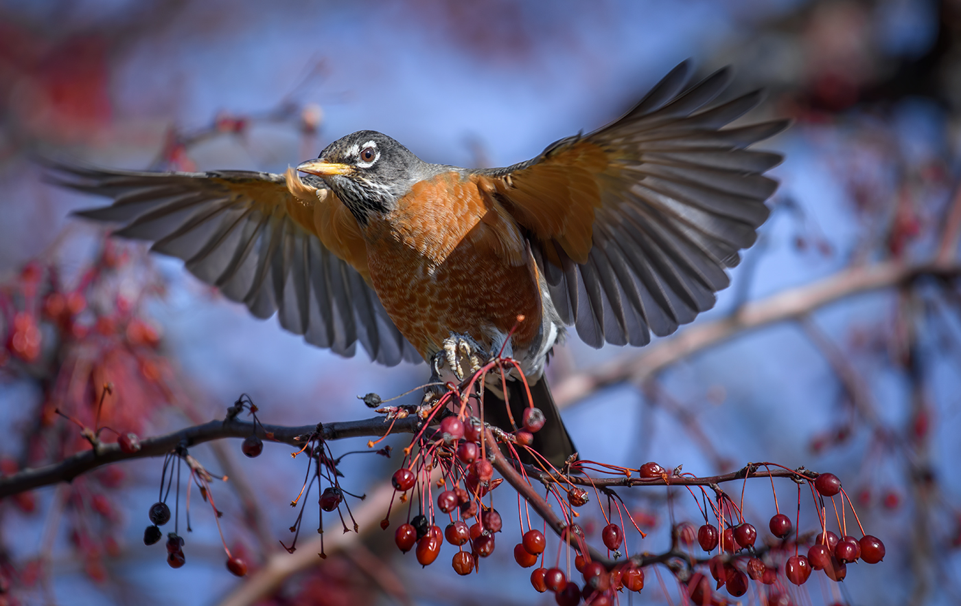 American robin (Turdus migratorius)