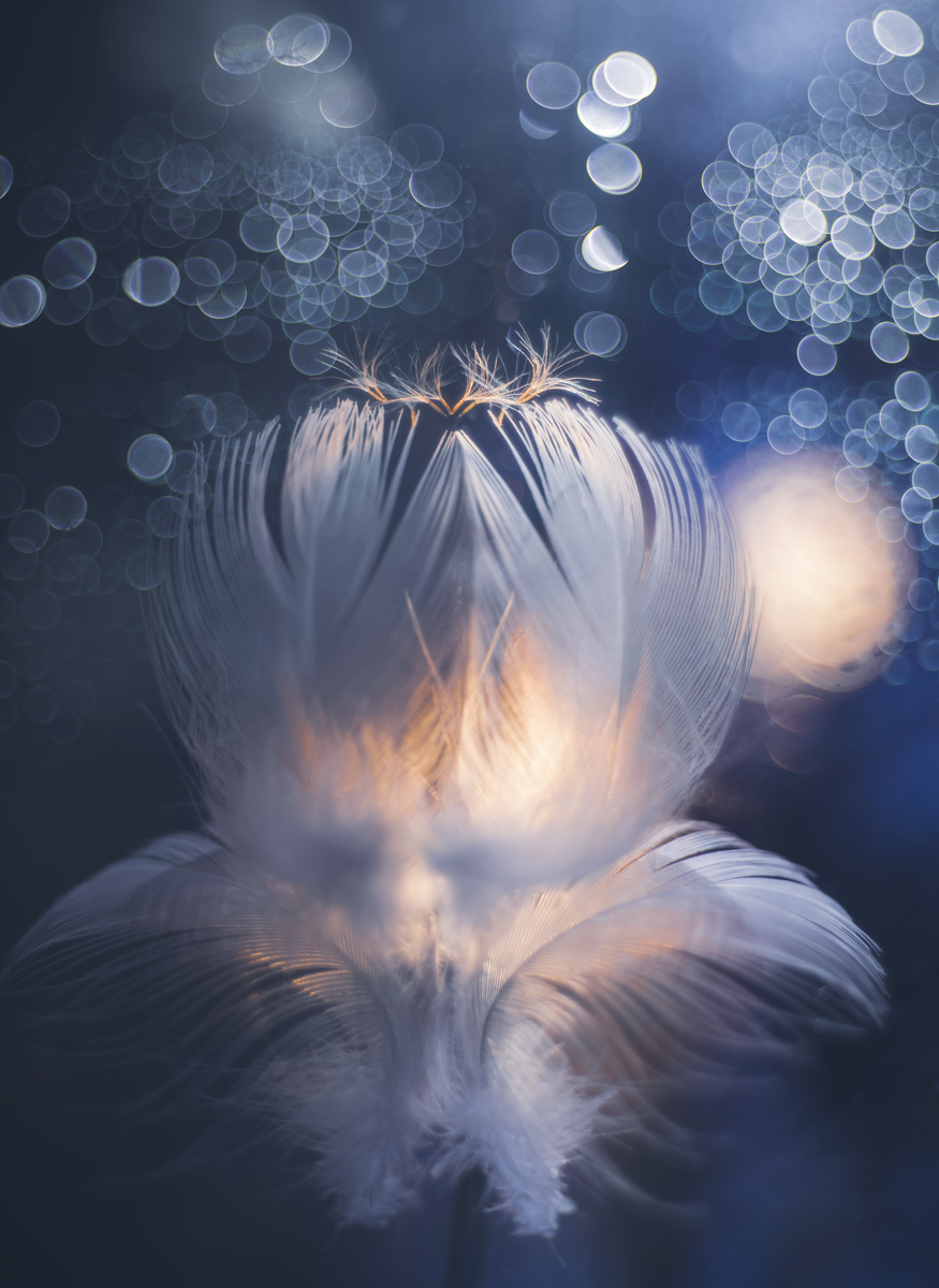 Цветок жизни...