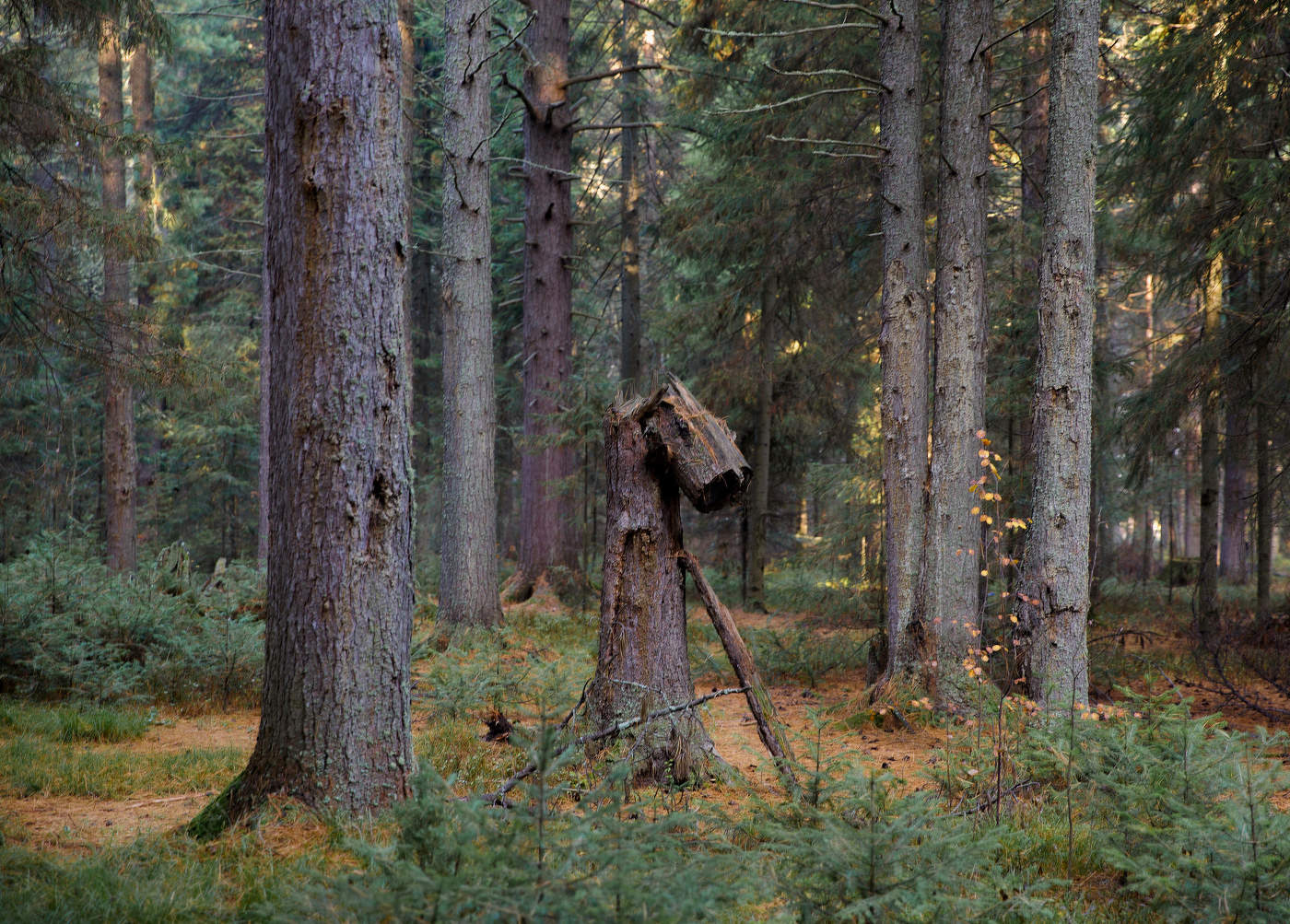 Осенний пейзаж