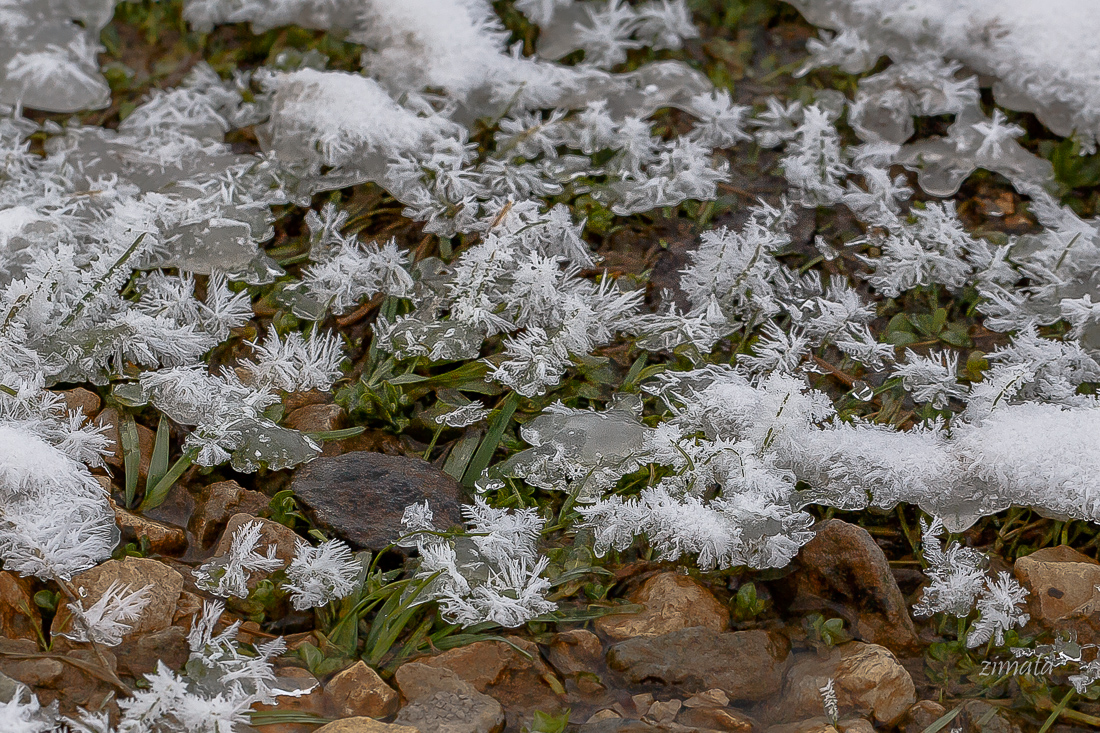 льдинки на траве
