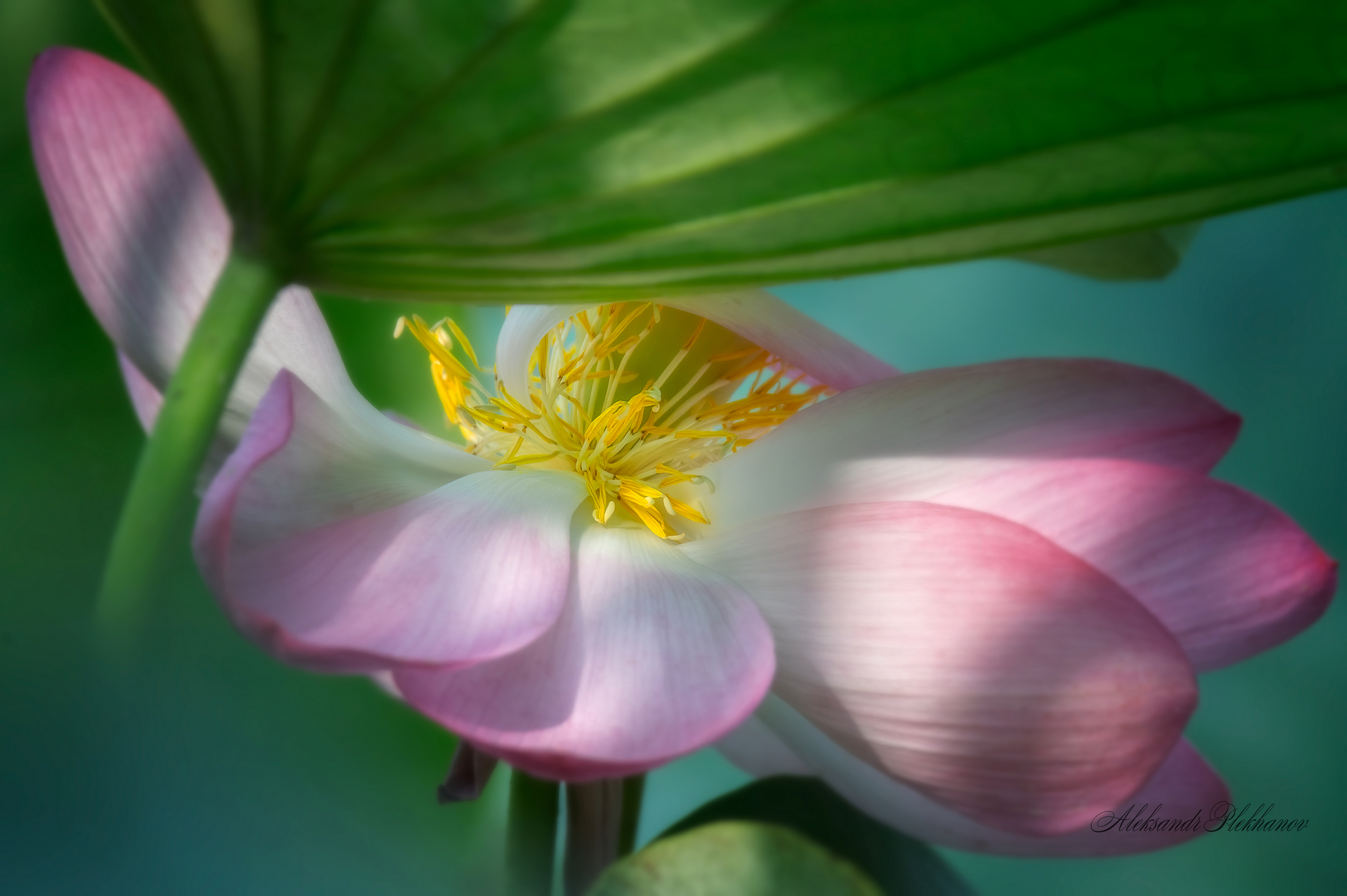 Лотос, утро