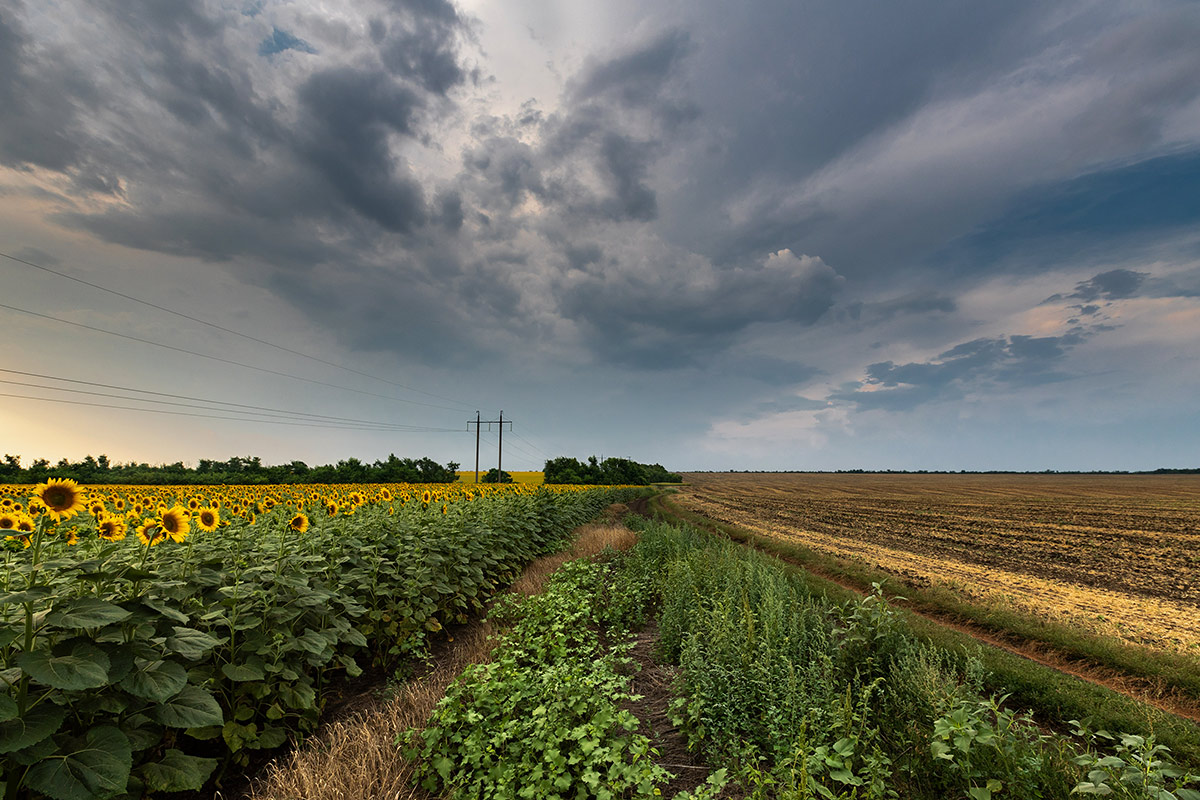 Немного августа