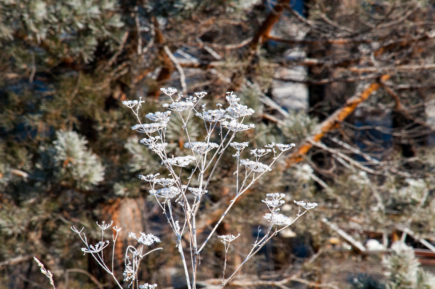 Зимние кружева