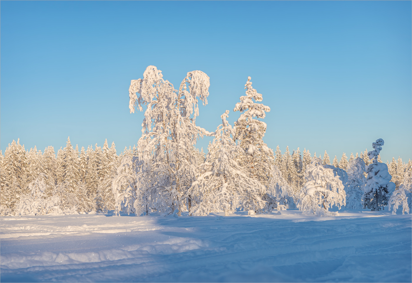 "Мороз снежком укутывал..."