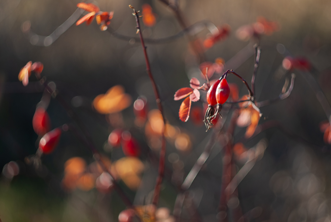 Осенний шиповник