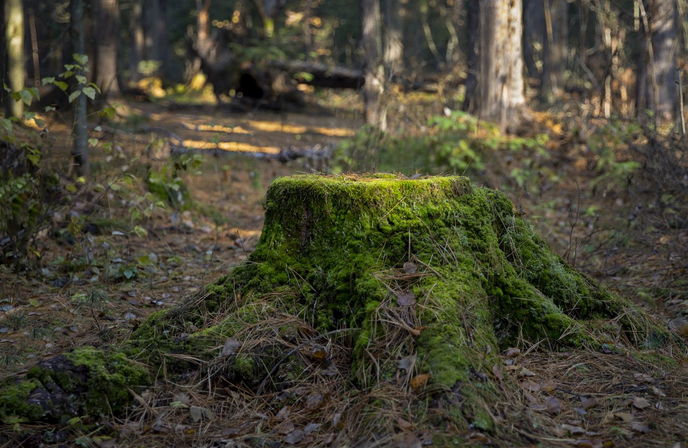 Осенним утром