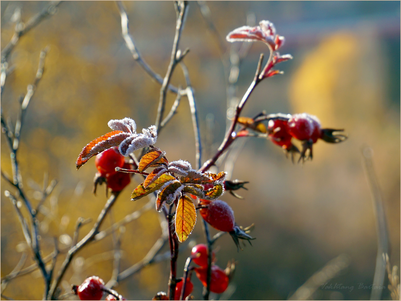Шиповник. Первая изморозь