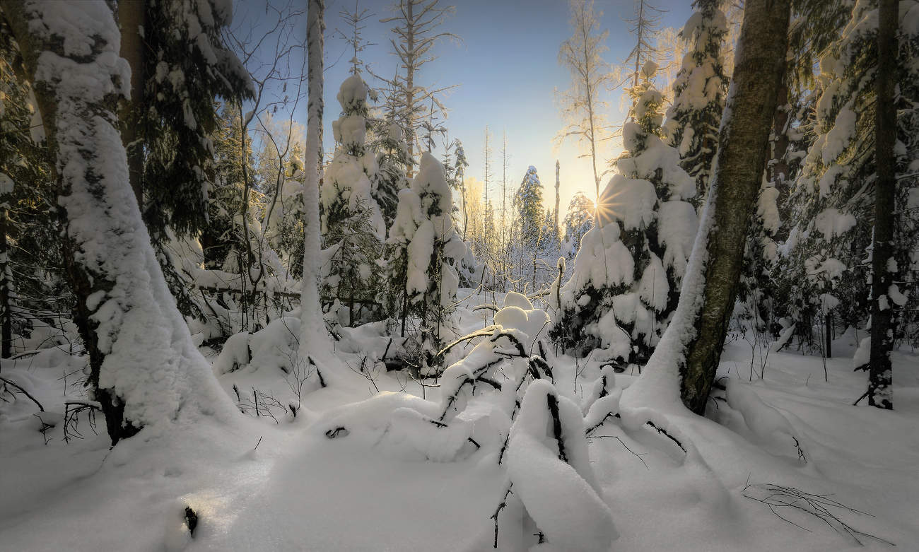 В январском лесу..