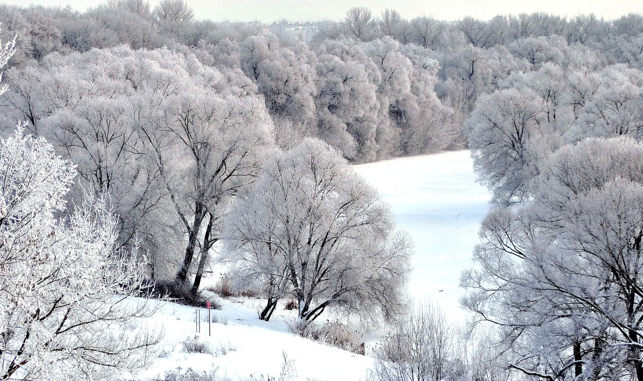 Зимой деревья в инее, как в цвету