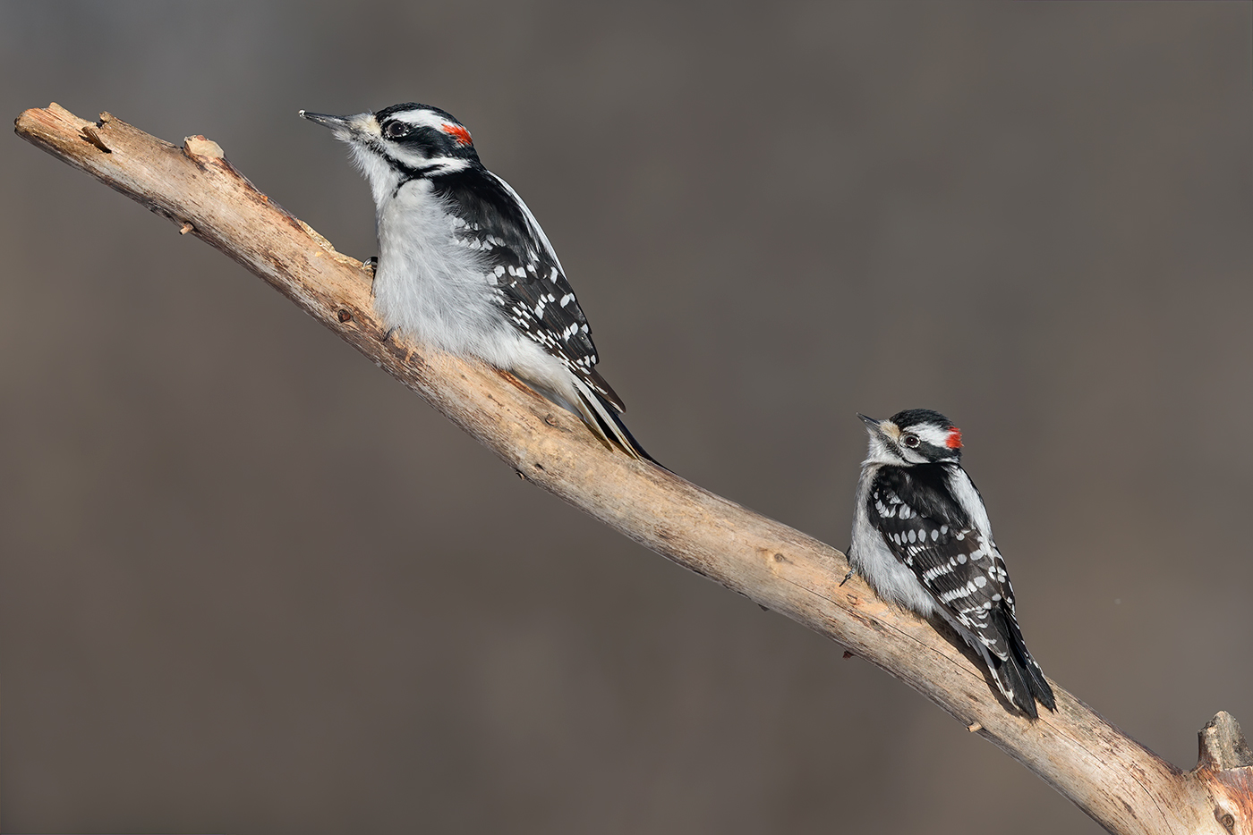 Hairy Woodpecker (male) & Downy woodpecker (male)