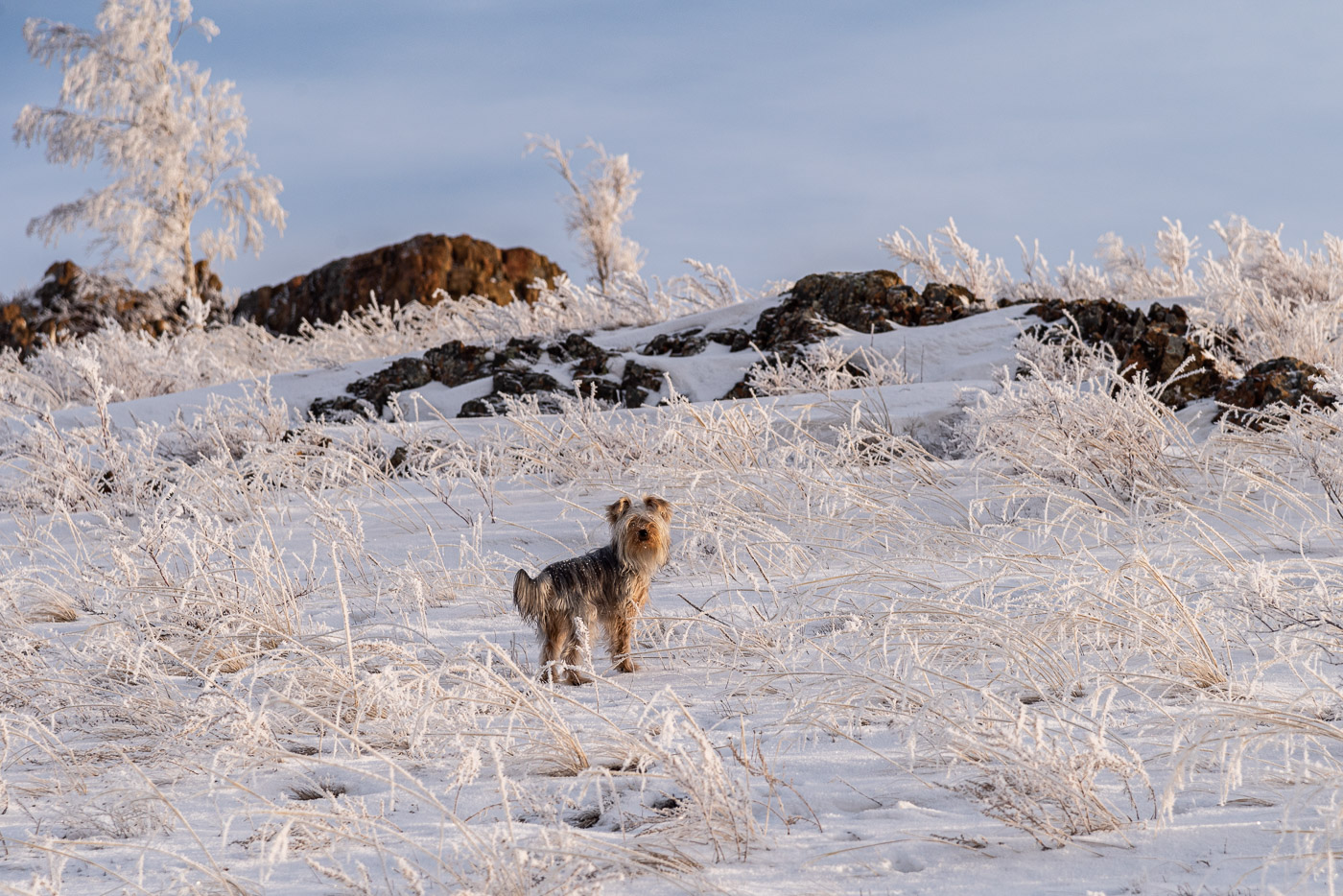 Снежная красота