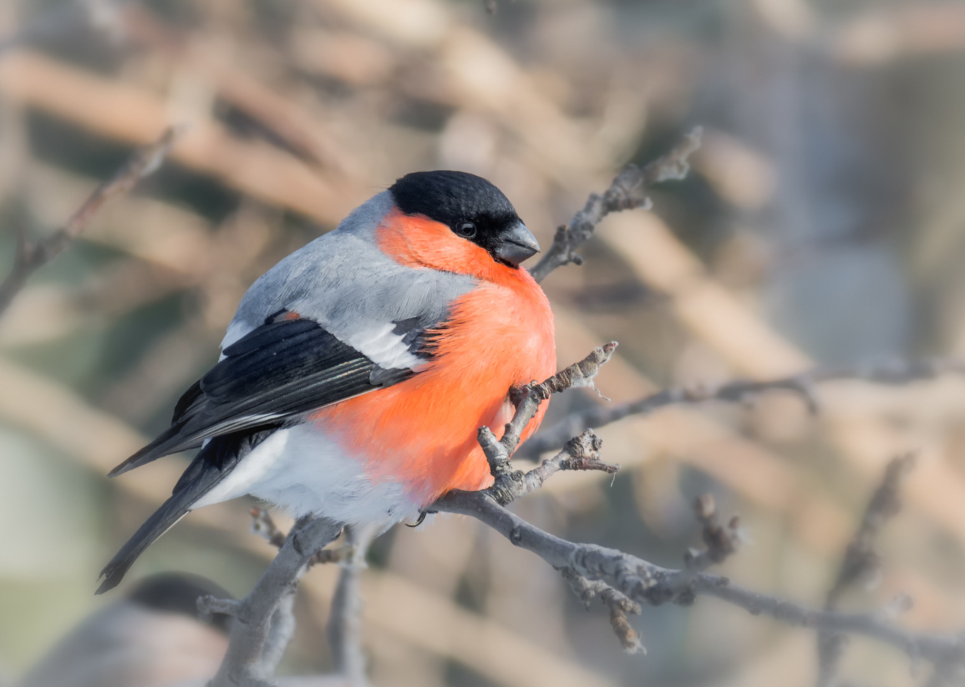 красногрудый..