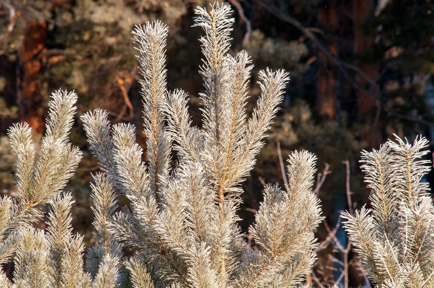 Зимние наряды