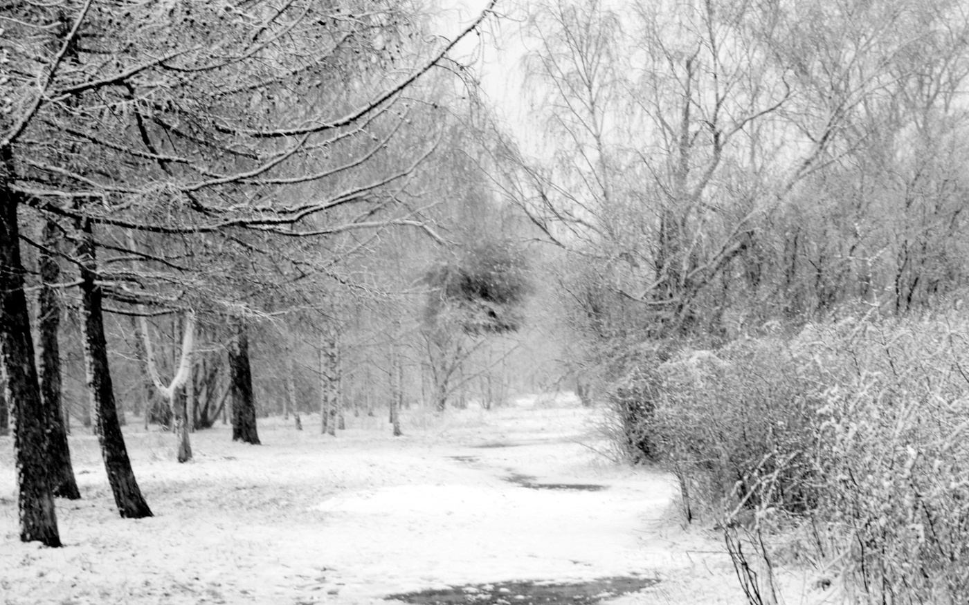 Зимой в парке.