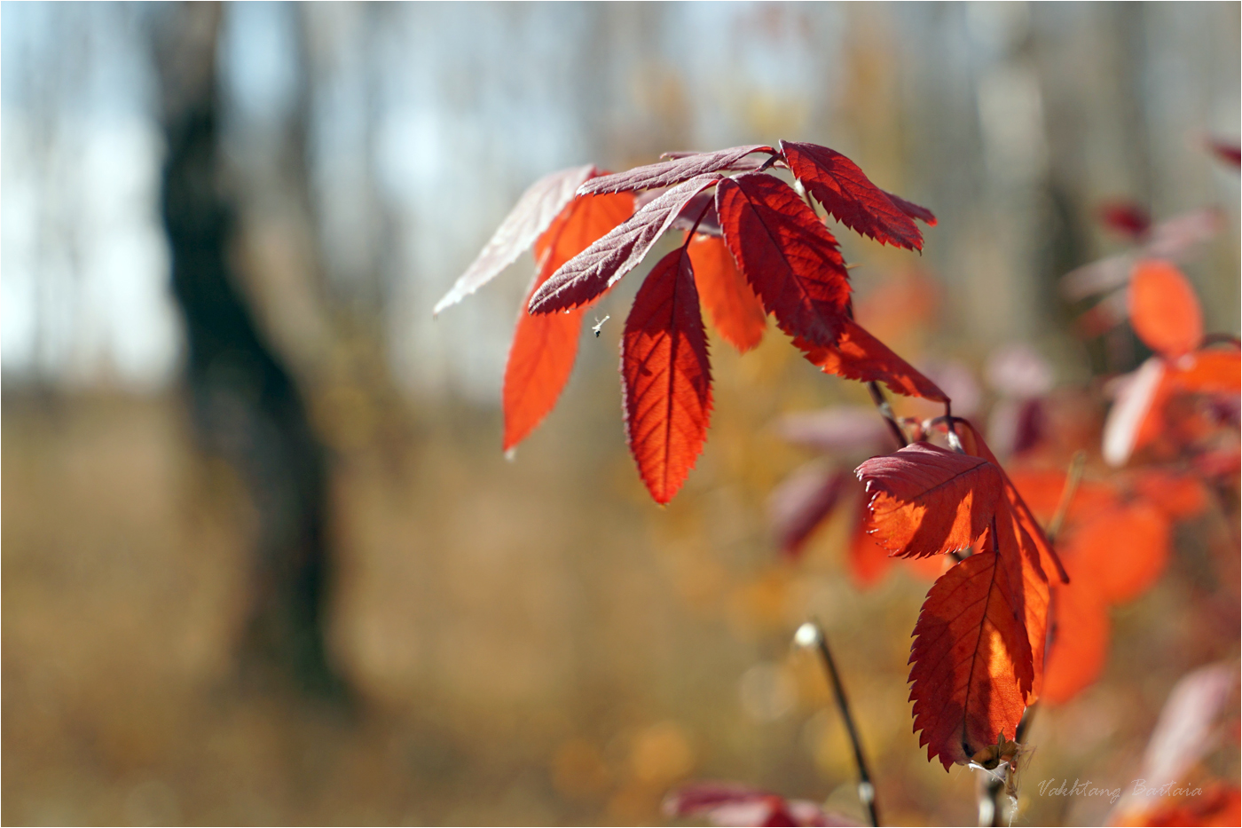 Шиповника листочки - осени чудесные денёчки