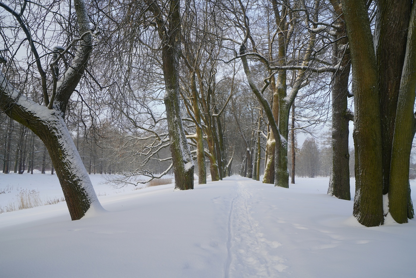 В зимнем парке