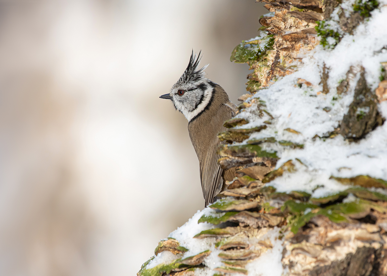 Гренадёрка