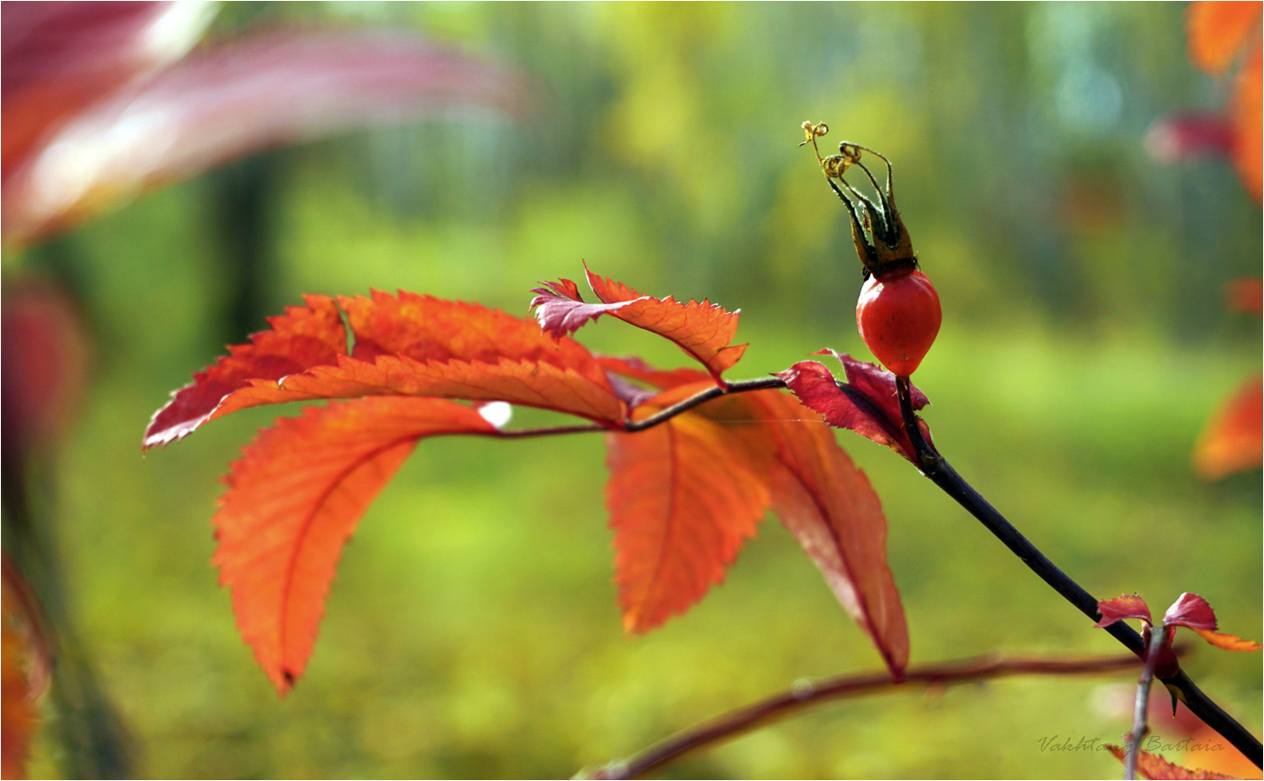 Украшение осени