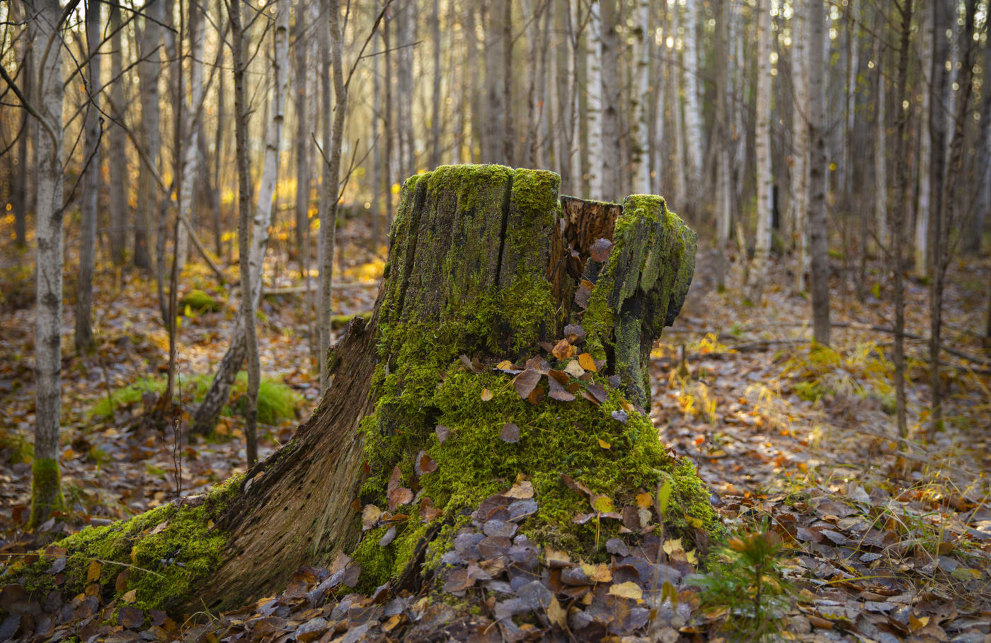 Среди берез...