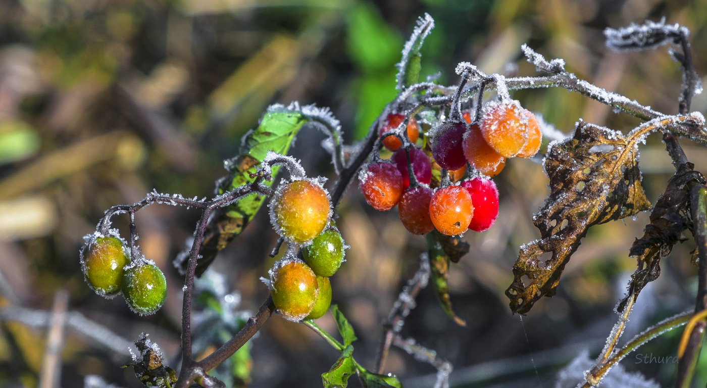 Подморозило.
