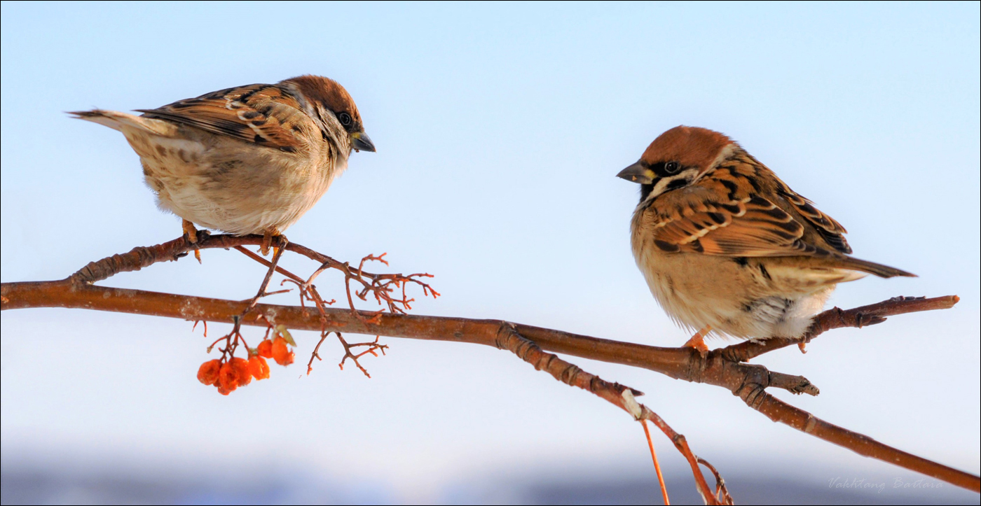 Дружки-воробышки