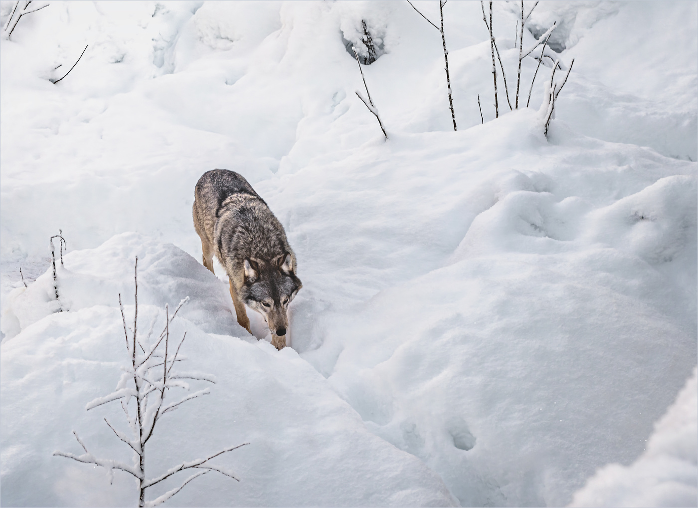 Волчьими тропами