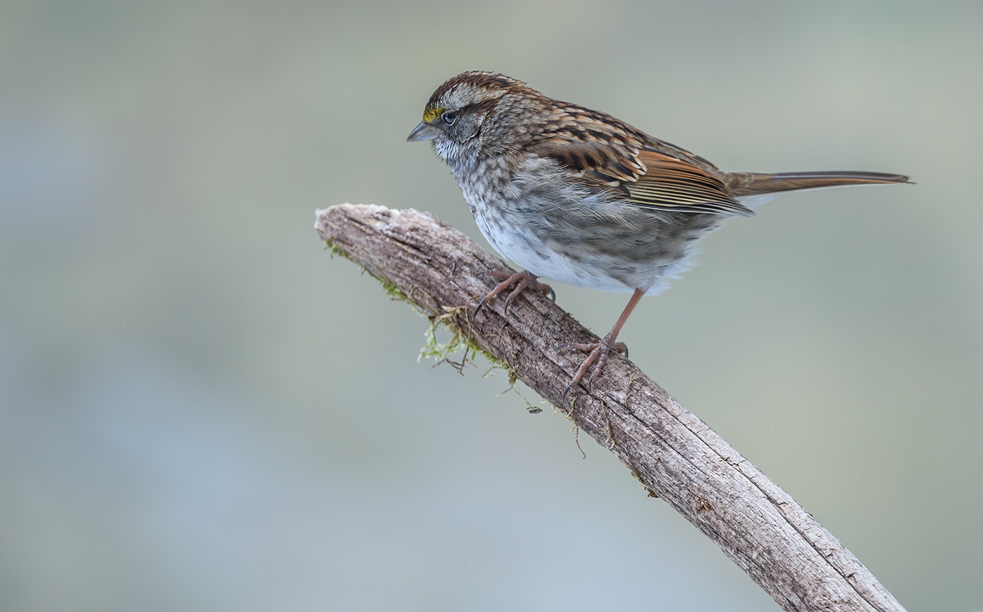 White-throated Sparrow