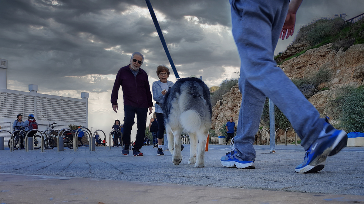 Утренний променад