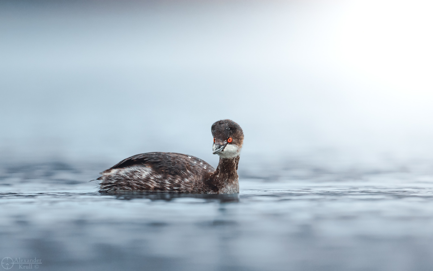 Красноглазая красотка