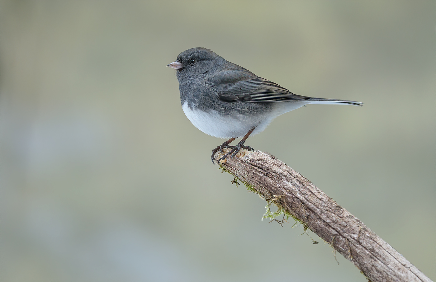 Dark-eyed Junco
