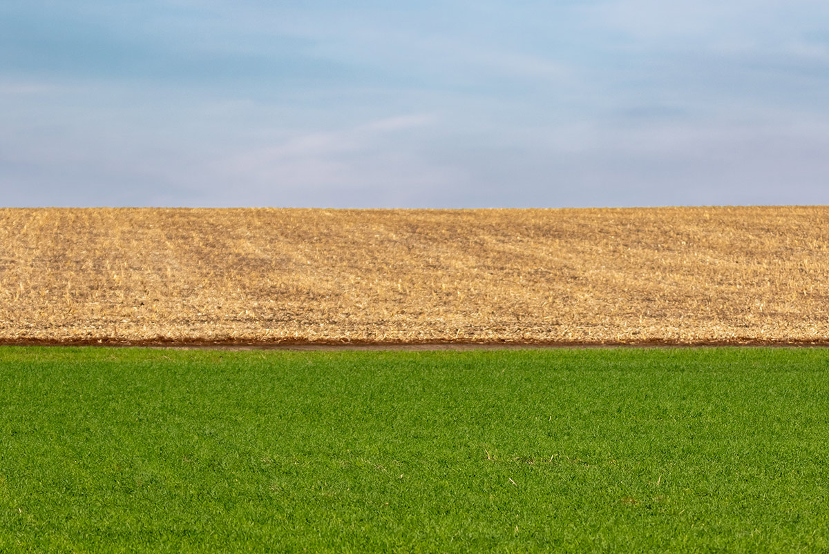 Дорога между полей