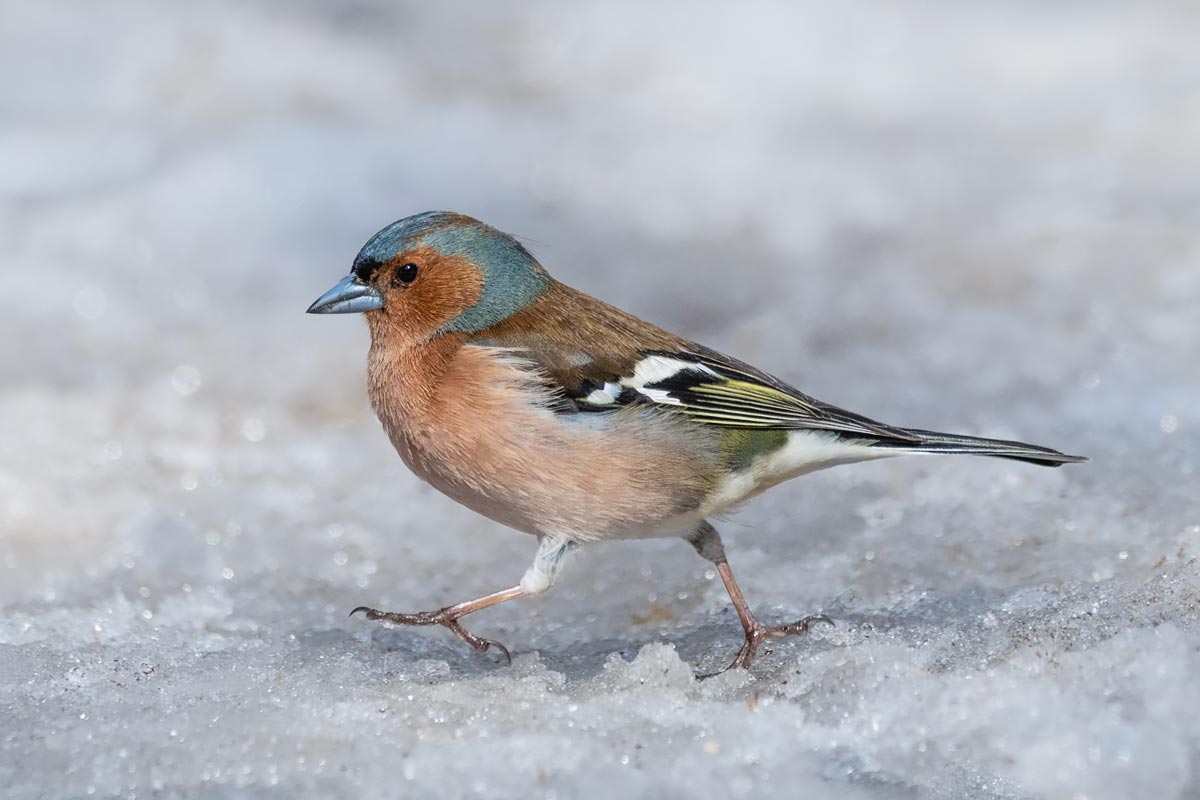 Босиком... зимой!