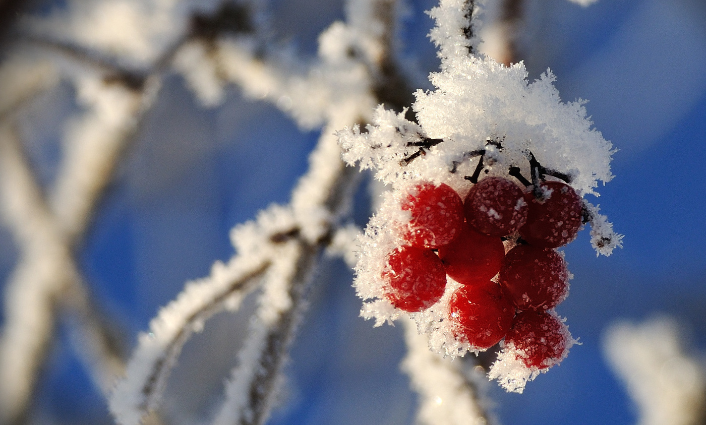 Калина красная