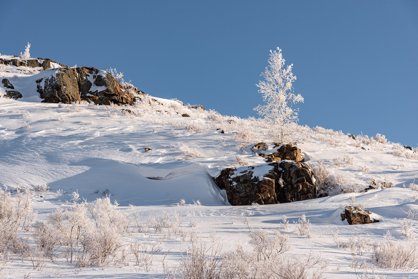 Белая берёза
