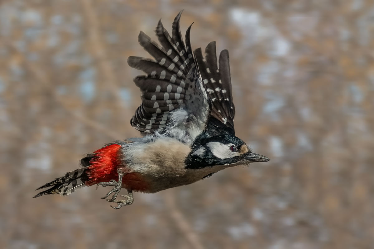 Большой пёстрый дятел.