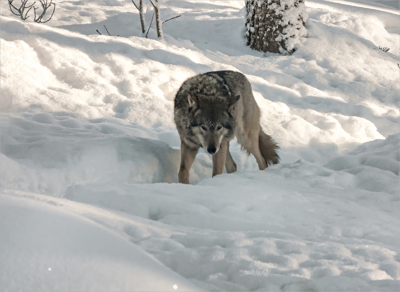 Волчьими тропами (2)
