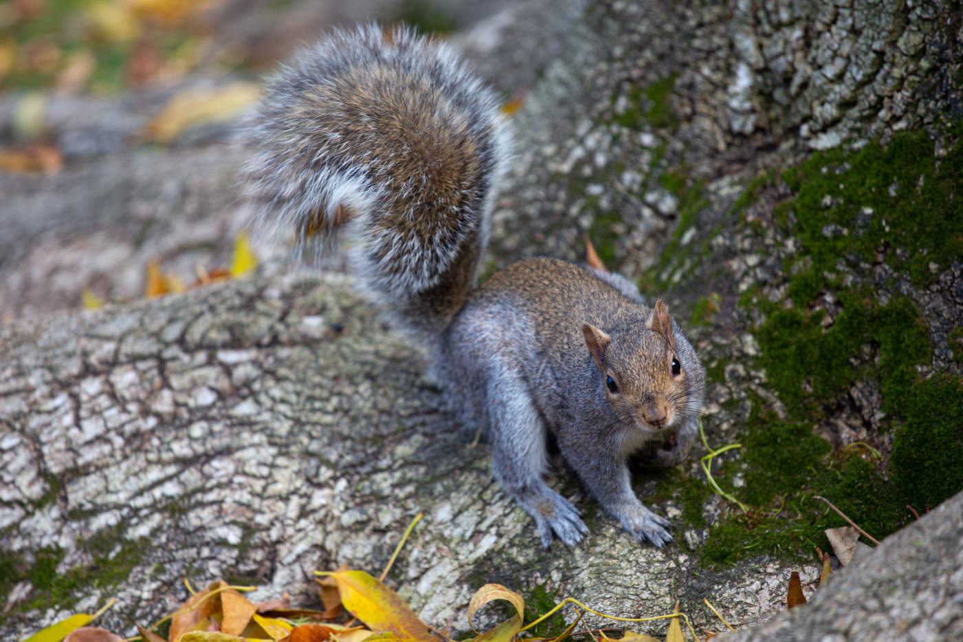 - А что ты мне дашь?
