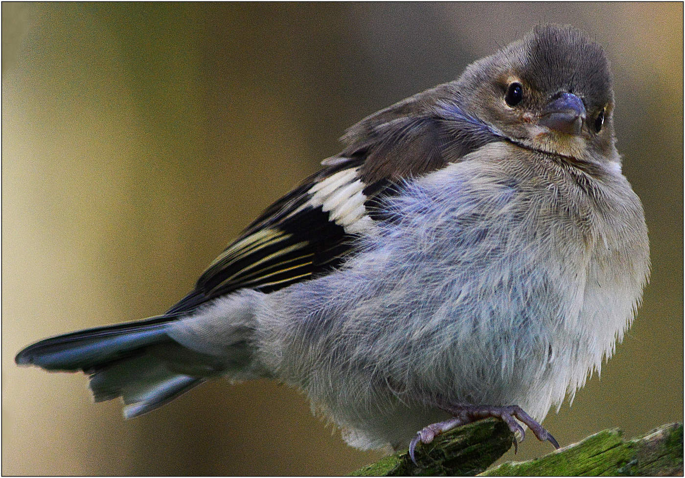 Характер еще тот.