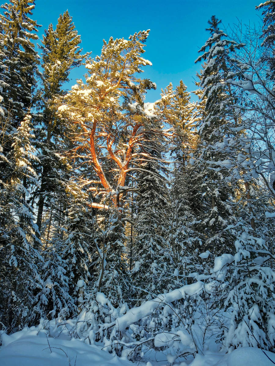 краски зимы