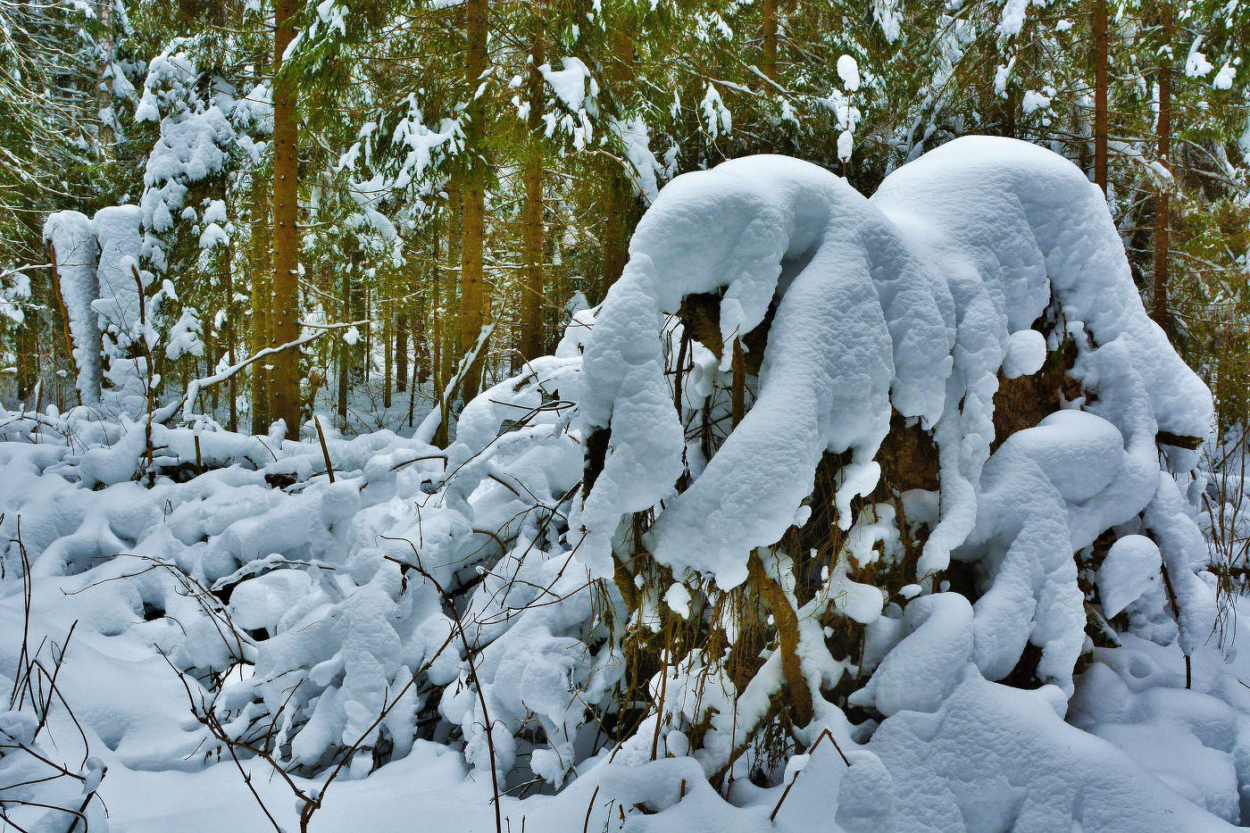 Оцепенелая зима ...