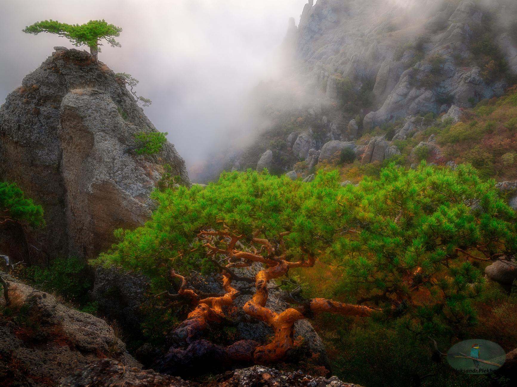 Вечерний бонсай