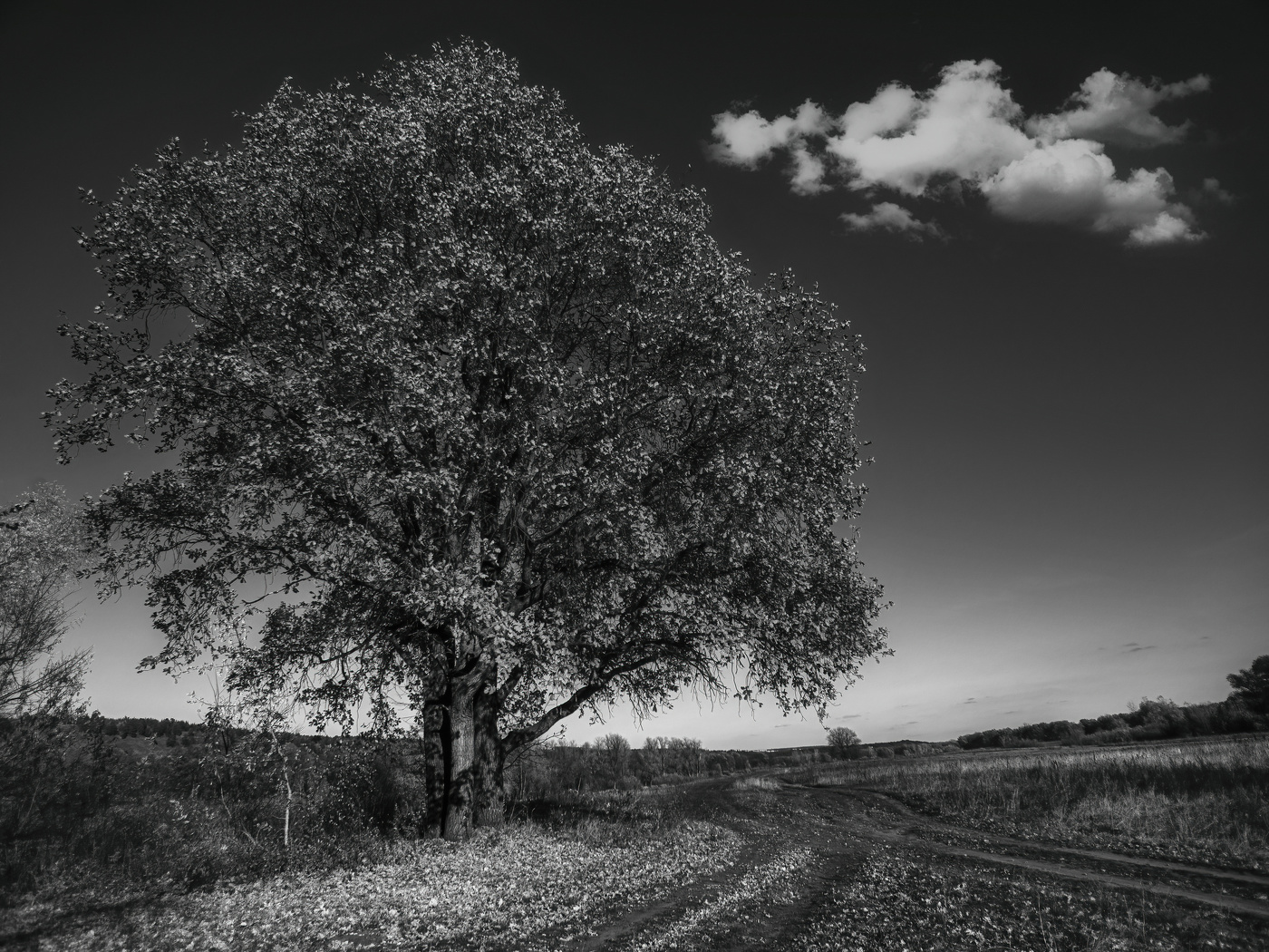 Осенний дуб