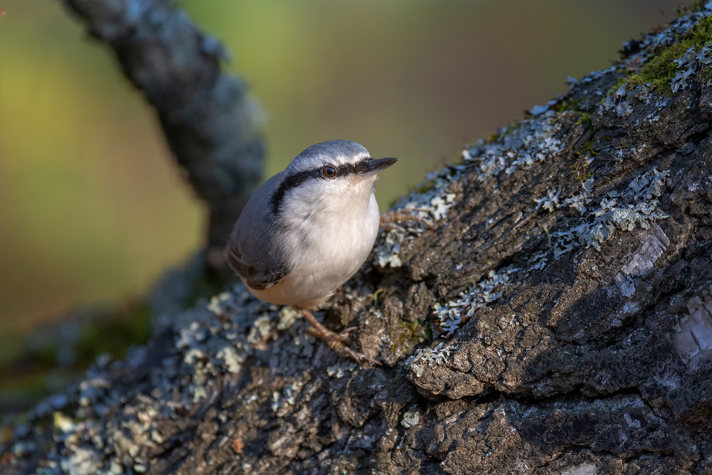 поползень..