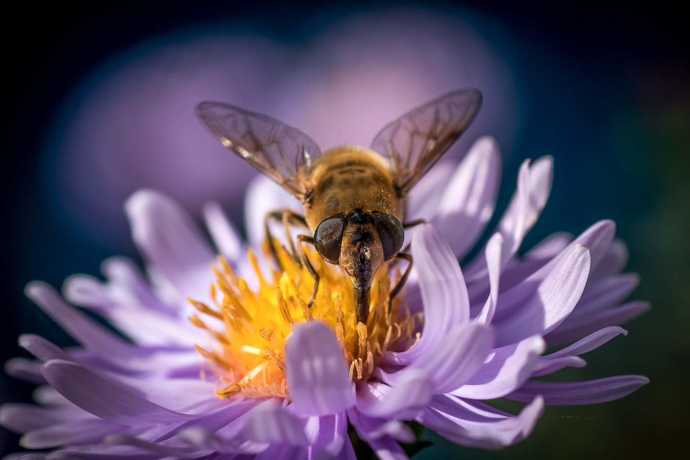 Сладкоежка