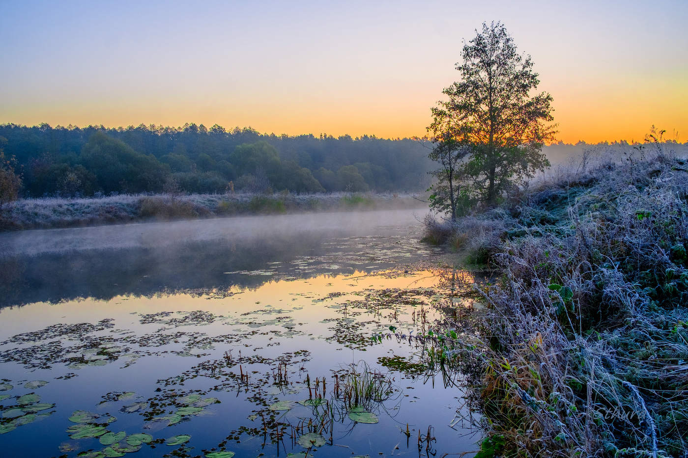 Ольха на берегу.