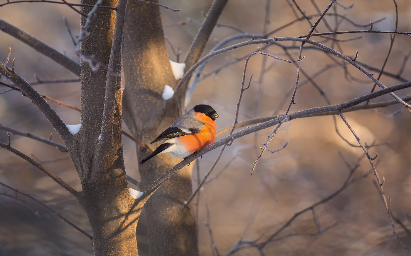 в ожидании весны..