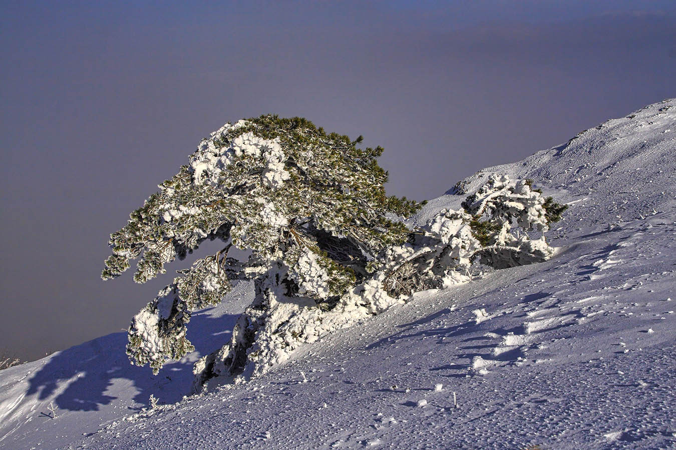 В горах родилась "елочка", в горах она растет