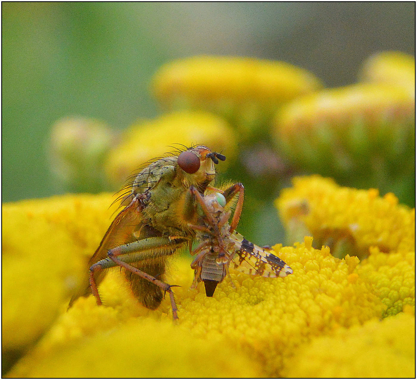 Жуткая история.
